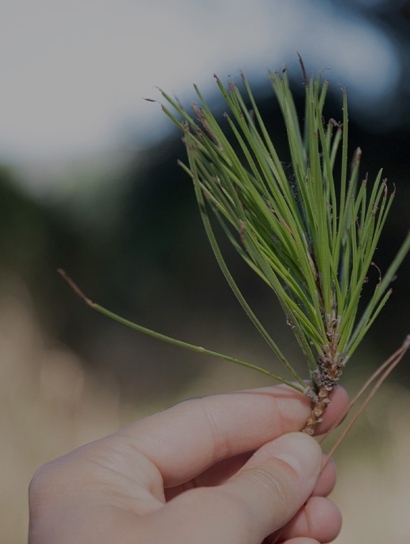 Pycnogenol: le piégeur le plus puissant de la nature