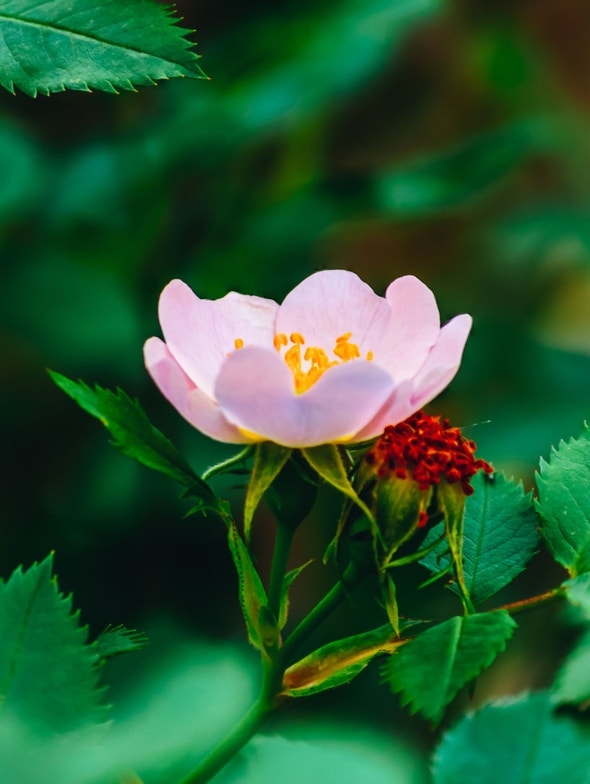 Rose musquée: la plante médicinale riche en vitamine C