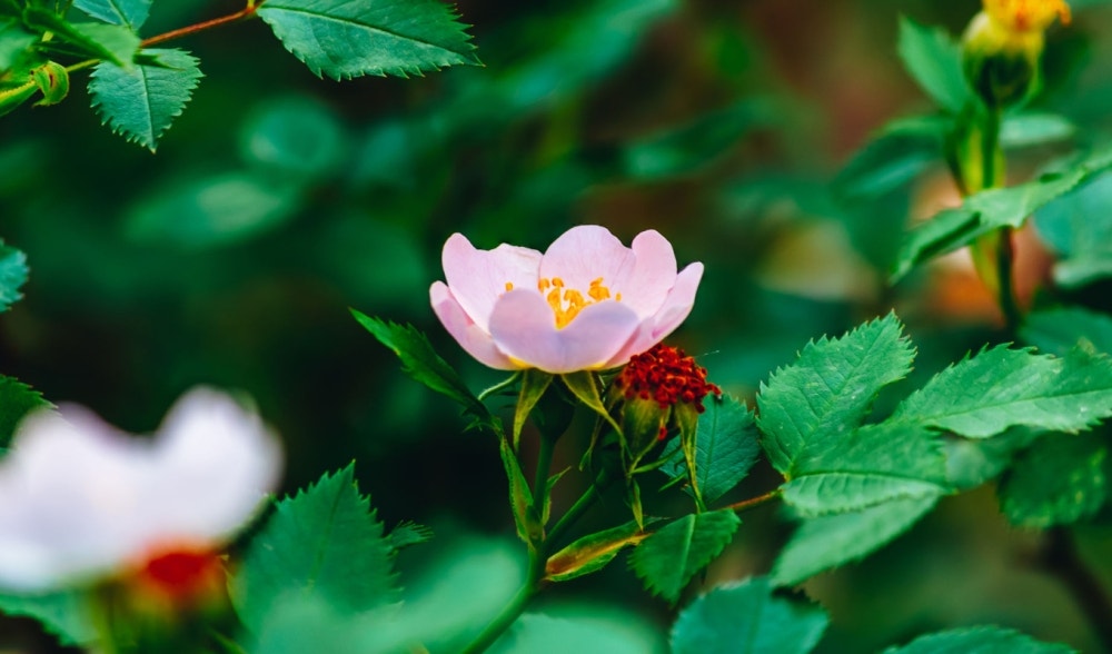 Rose musquée: la plante médicinale riche en vitamine C