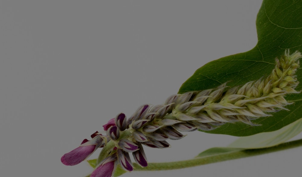 Kudzu : la plante asiatique bienfaisante et détoxifiante
