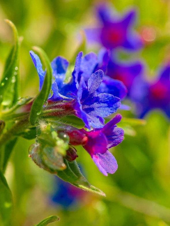 Petite herbe perlière: source innovante et précieuse d'huiles essentielles