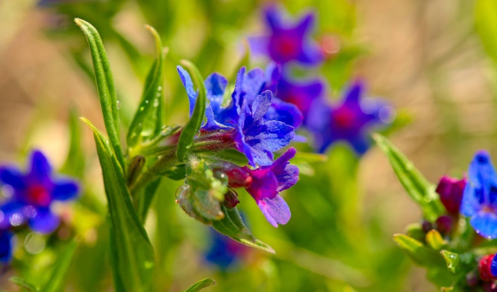 Petite herbe perlière: source innovante et précieuse d'huiles essentielles