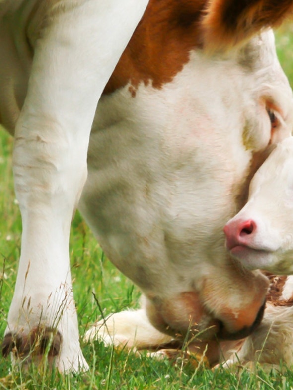 Le colostrum, allié du système immunitaire