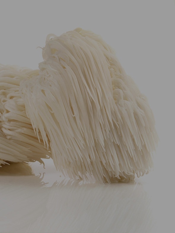 Hericium erinaceus, le champignon des moines