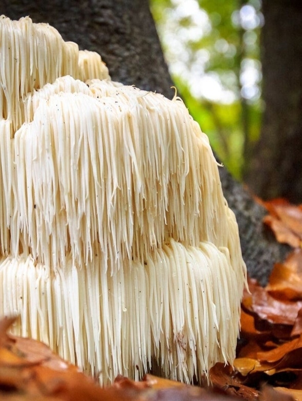 Hericium Erinaceus | Propriétés et bienfaits du champignon médicinal