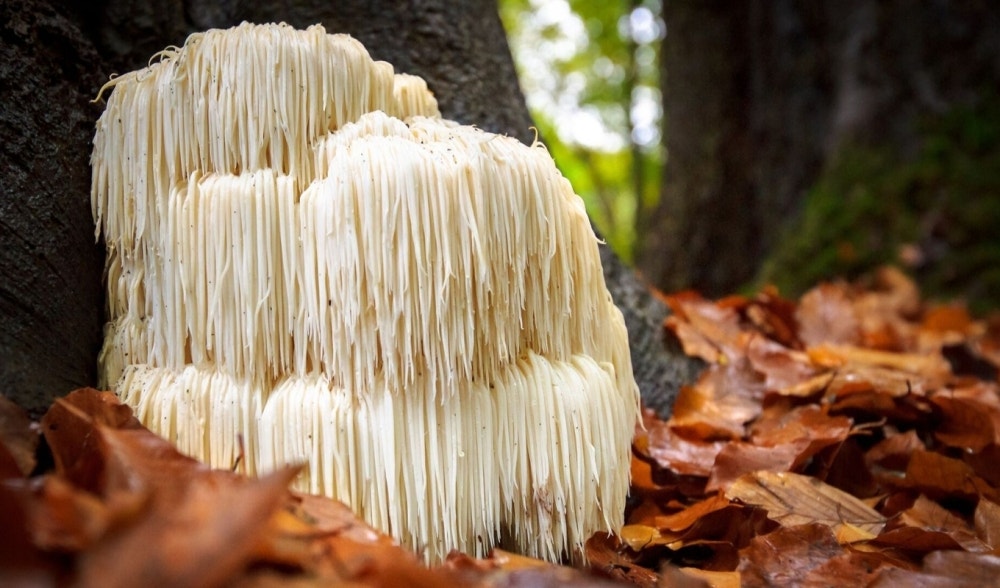 Hericium Erinaceus | Propriétés et bienfaits du champignon médicinal