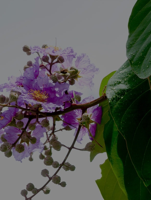 Banaba | La plante qui contrôle l'hyperglycémie et l'obésité