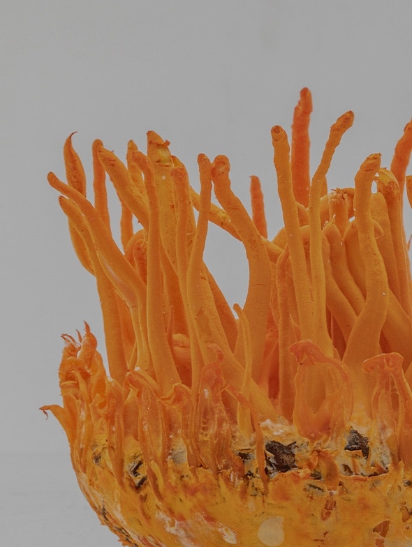 Cordyceps sinensis | Les bienfaits du « champignon chenille » Par les sportifs