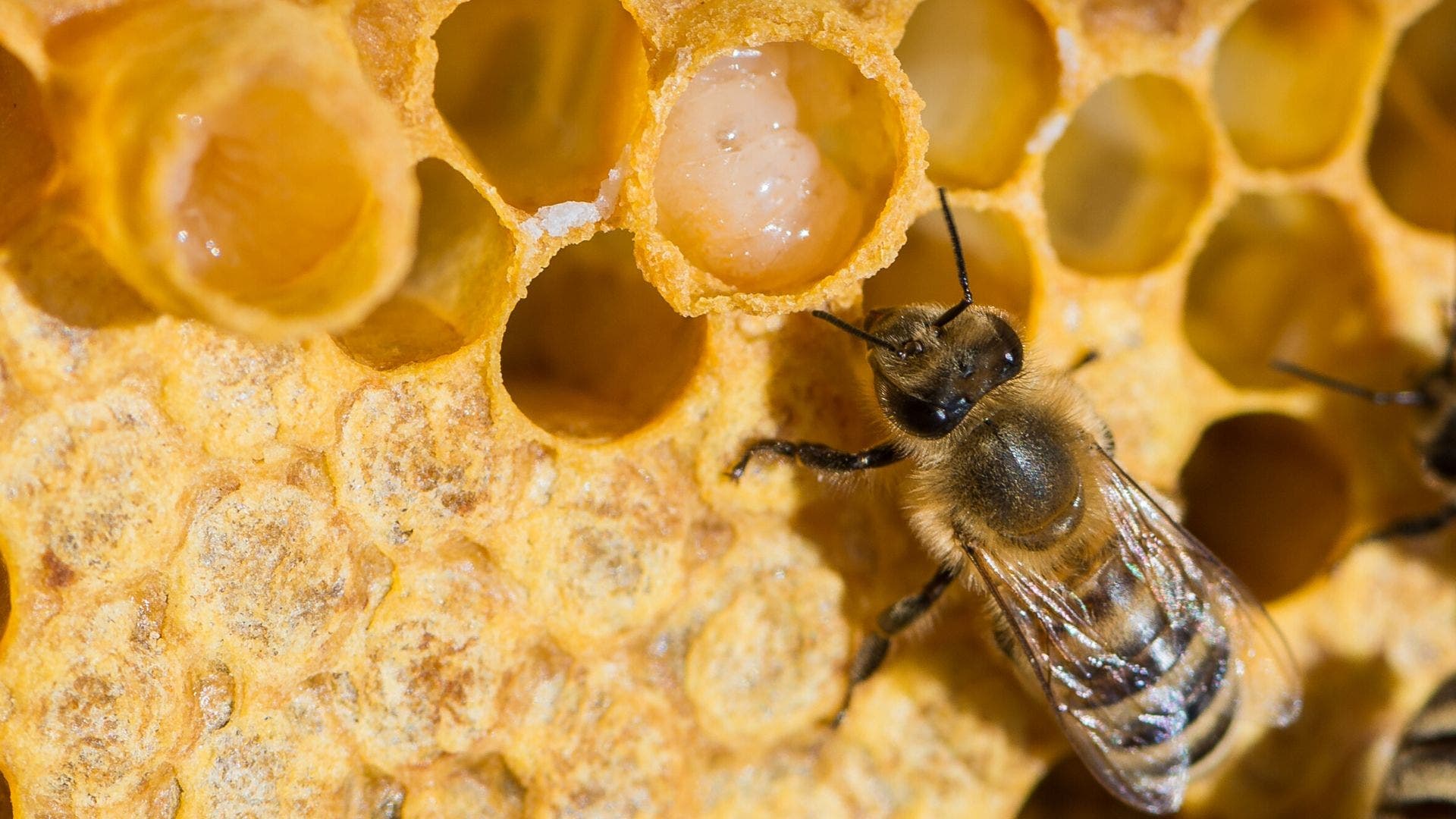 abeille qui produit de la gelée royale