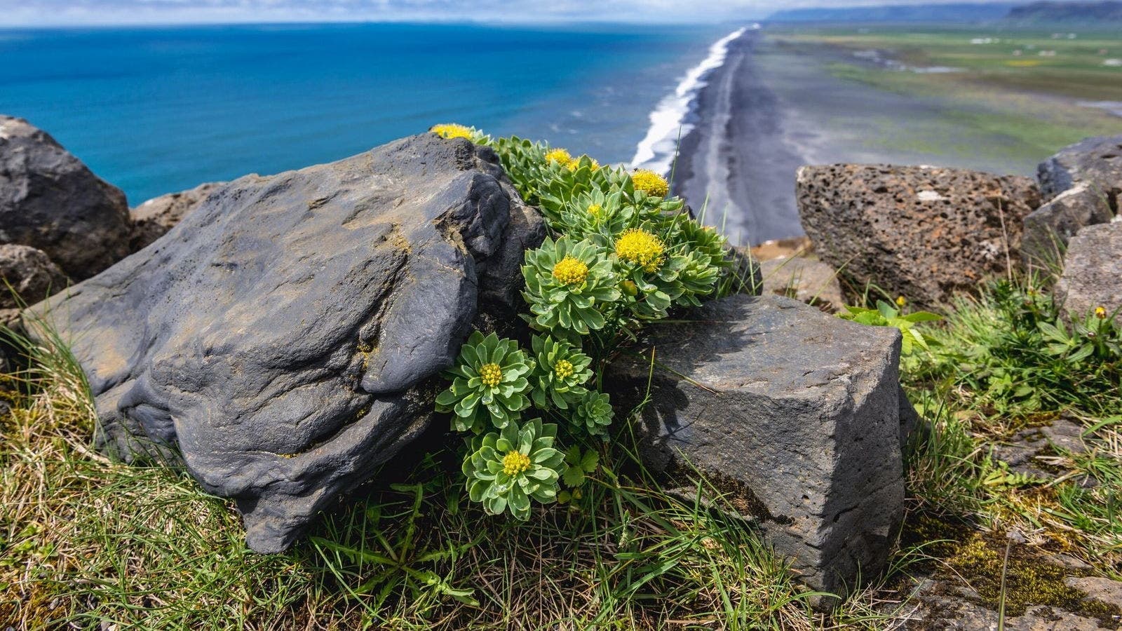 Plante de Rhodiola rosea