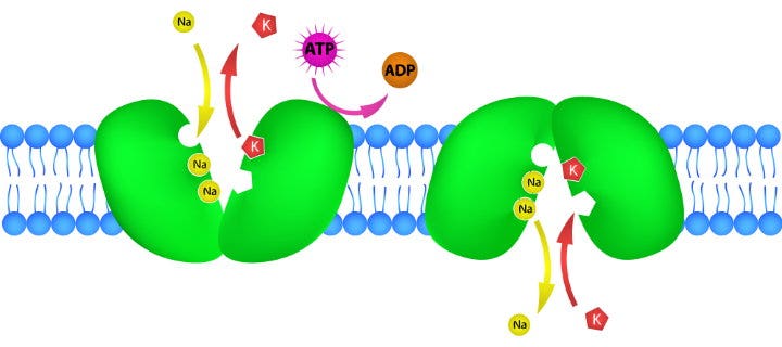 Schéma de fonctionnement de la pompe sodium-potassium